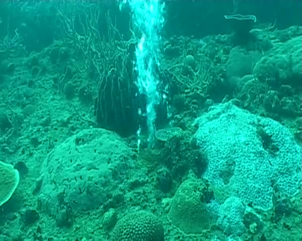 Dykning undervattens video — Stockvideo