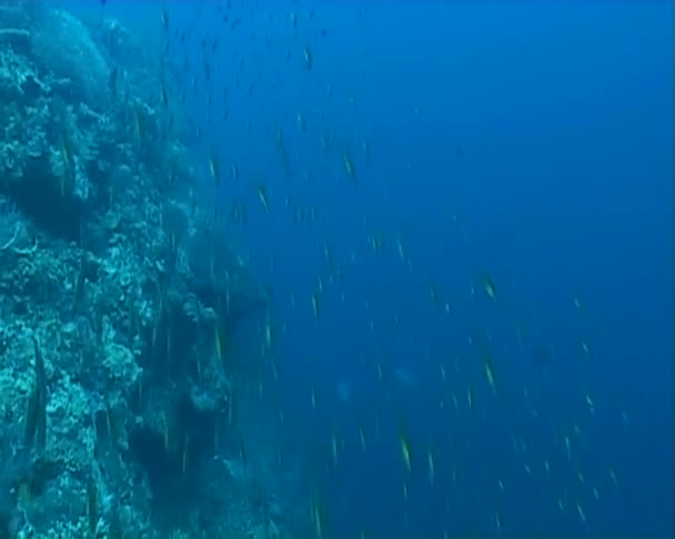 水中ダイビングλουλούδια και χρώματα — ストック動画