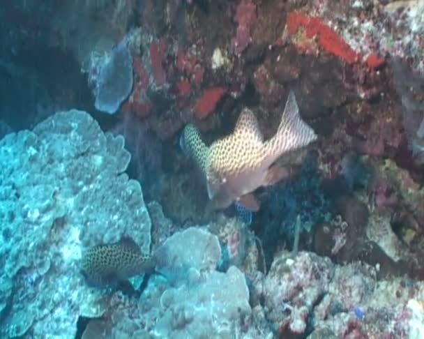 Onderwater duiken — Stockvideo