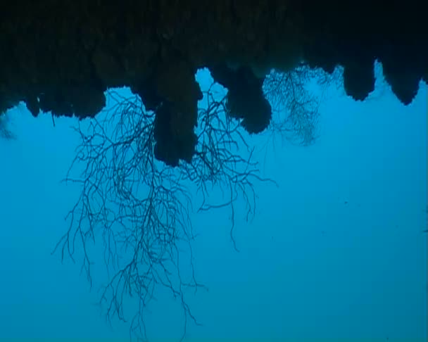 Underwater diving — Stock Video