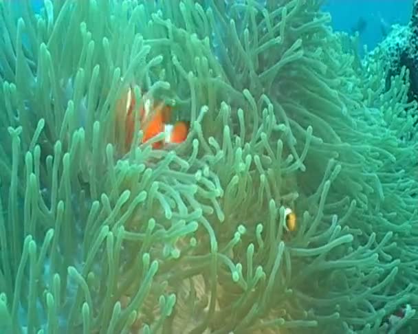 Anemone underwater diving — Stock Video