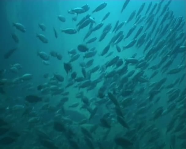 Underwater diving — Stock Video