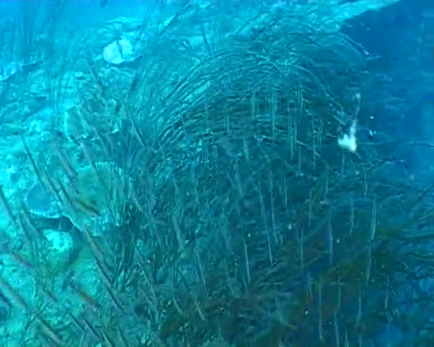 Buceo bajo el agua Clip De Vídeo