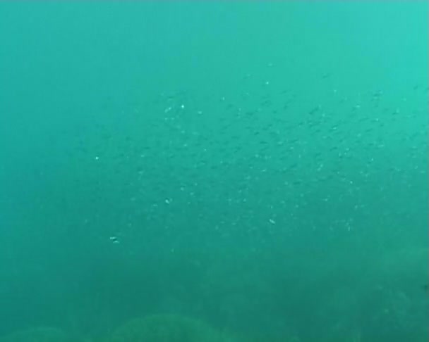 Mergulho subaquático — Vídeo de Stock