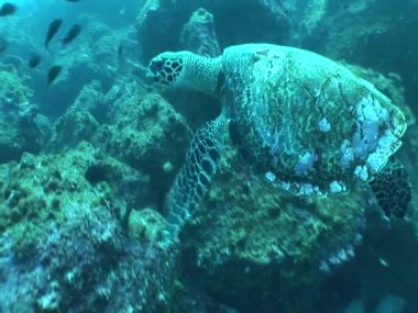 Sualtı Yüzme kaplumbağa