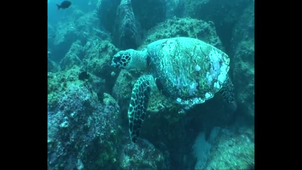 Schildkröte schwimmt unter Wasser — Stockvideo