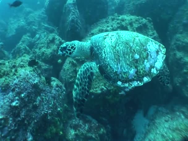 Schildkröte schwimmt unter Wasser — Stockvideo