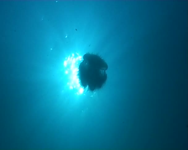Medusa undervattens dykning — Stockvideo