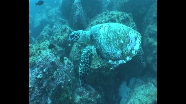 Tortue nageant sous l'eau — Video