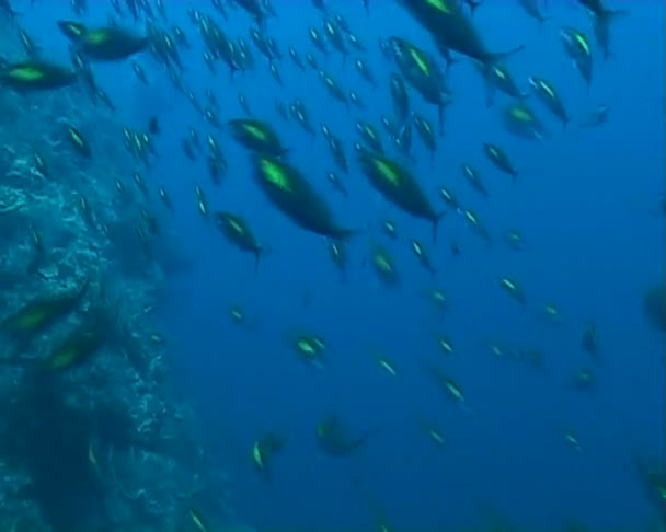 Fish underwater diving video — Stock Video