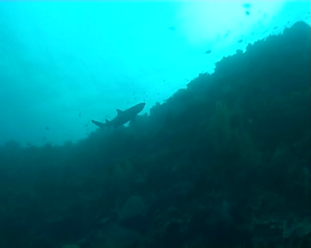 Shark diving video — Stock Video