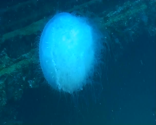 Medusa mergulho subaquático de vídeo — Vídeo de Stock