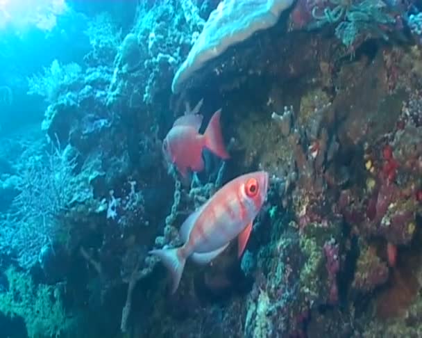 Pesce subacqueo subacqueo video — Video Stock