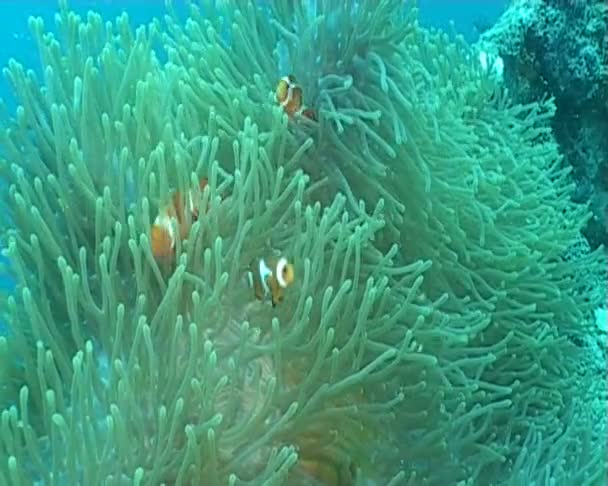 Anemone diving underwater video — Stock Video