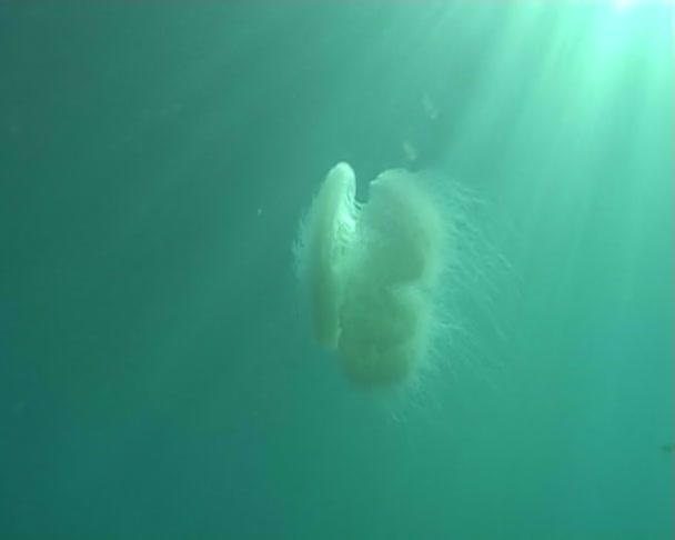 Підводний дайвінг медузи — стокове відео