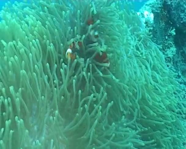 Anemone underwater diving — Stock Video