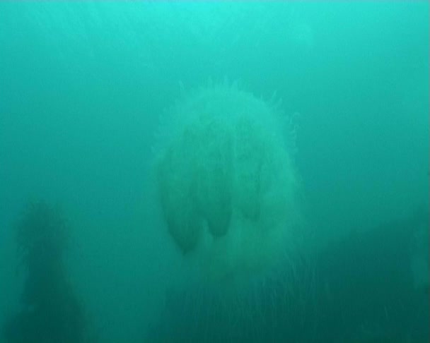 Medusa mergulho subaquático — Vídeo de Stock