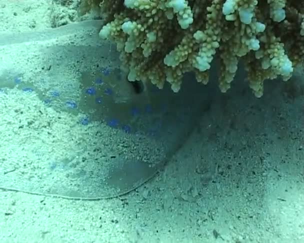 Vídeo de mergulho subaquático — Vídeo de Stock