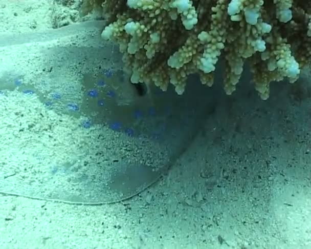 Vidéo de plongée sous-marine — Video