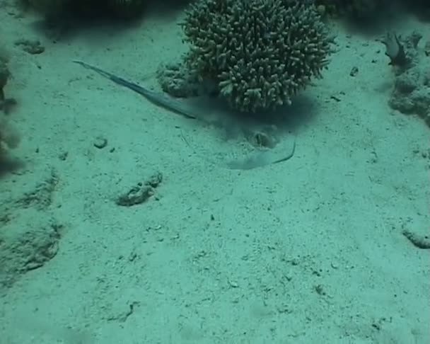 Vidéo de plongée sous-marine — Video