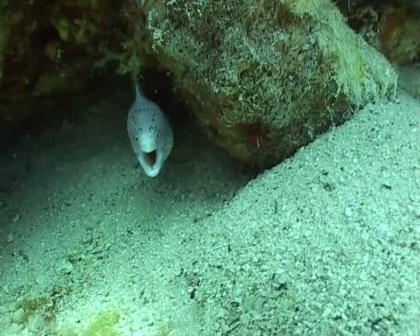 Video de buceo submarino — Vídeos de Stock