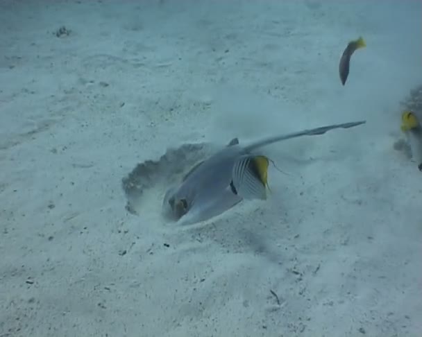 Vidéo de plongée sous-marine — Video