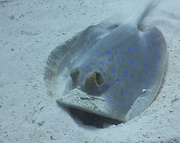 Onderwater duiken video blue spotted ray — Stockvideo