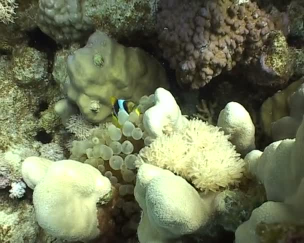 Podwodna nurkowanie anemon wideo — Wideo stockowe