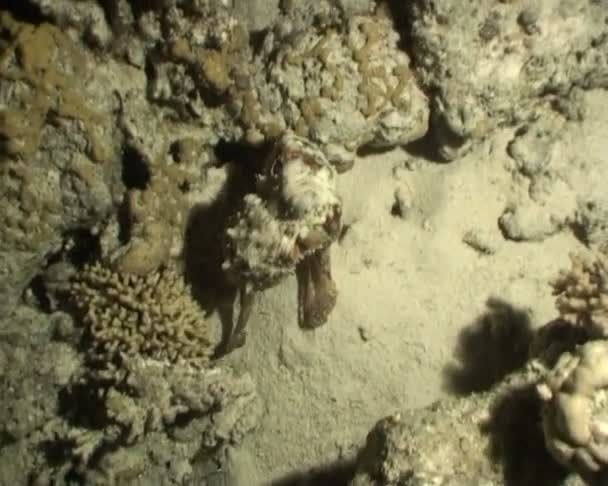 poulpe sous-marin vidéo de plongée 