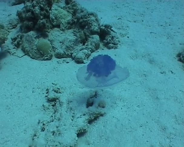 Medusa video de buceo submarino — Vídeo de stock