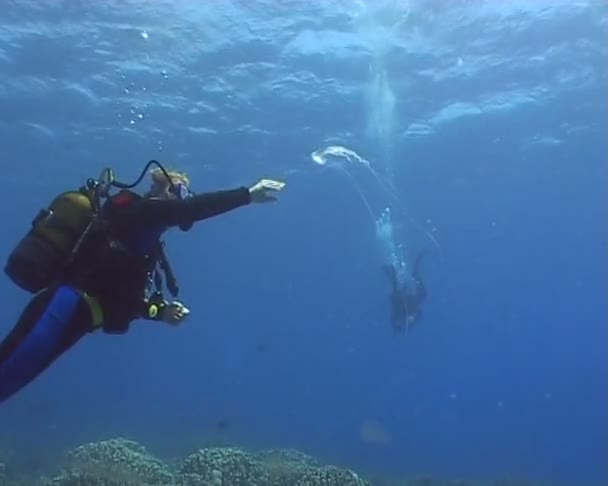 クラ ゲの水中ダイビング ビデオ — ストック動画