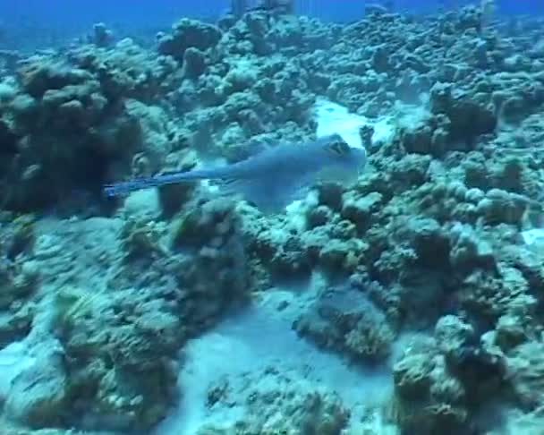 Eagle ray undervattens video — Stockvideo