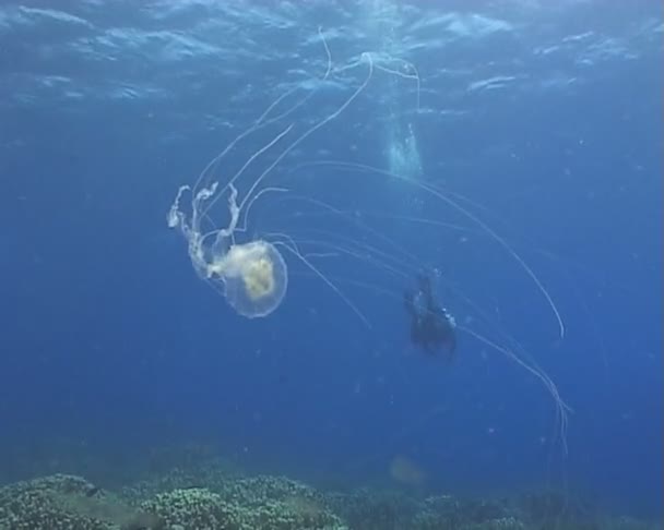 Medusa underwater diving video — Stock Video