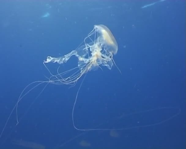 Medusa video de buceo submarino — Vídeo de stock