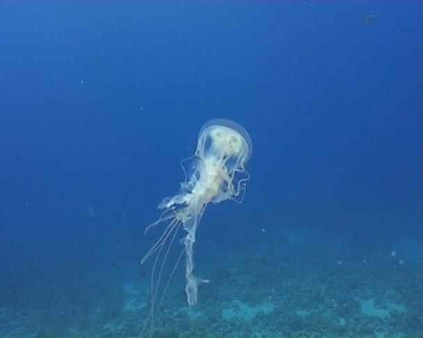 Medusa vídeo de mergulho subaquático — Vídeo de Stock