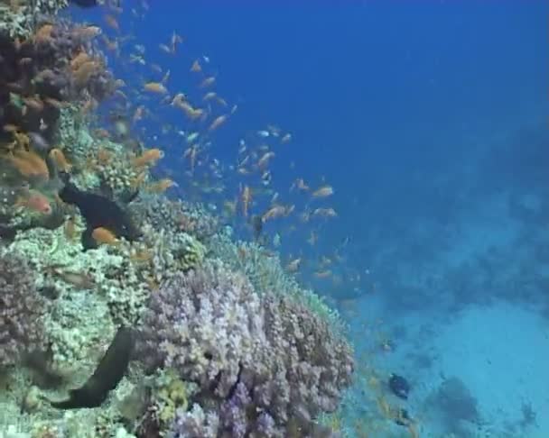 Vidéo de plongée sous-marine — Video