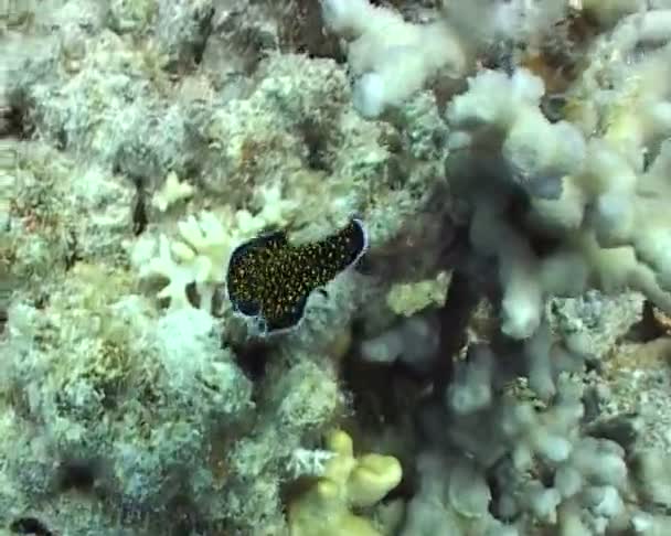 Podwodna nurkowanie wideo — Wideo stockowe