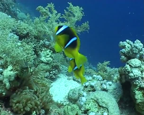 Underwater dykning video anemone — Stockvideo