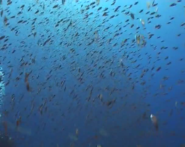 Video di immersione subacquea — Video Stock
