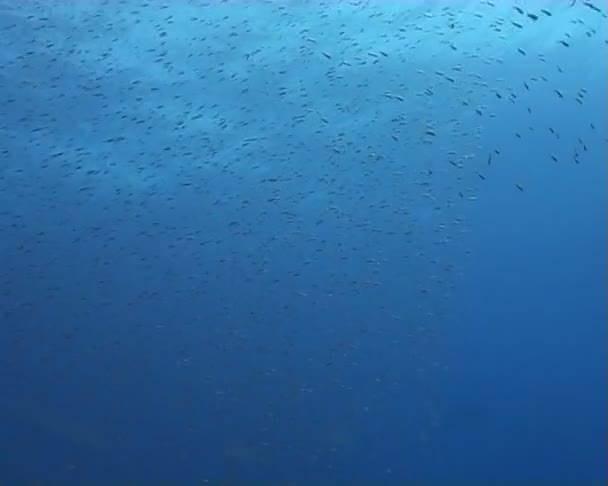 Vídeo de mergulho subaquático — Vídeo de Stock