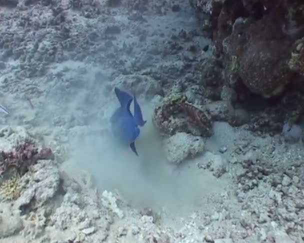 Víz alatti búvárkodás videó — Stock videók
