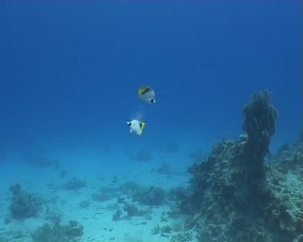 Underwater dykning video medusa — Stockvideo
