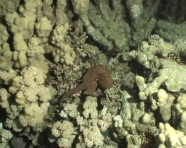 Ahtapot sualtı dalış video