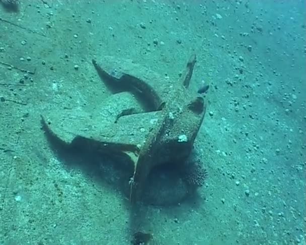 Naufrágio navio subaquático mergulho vídeo âncora — Vídeo de Stock
