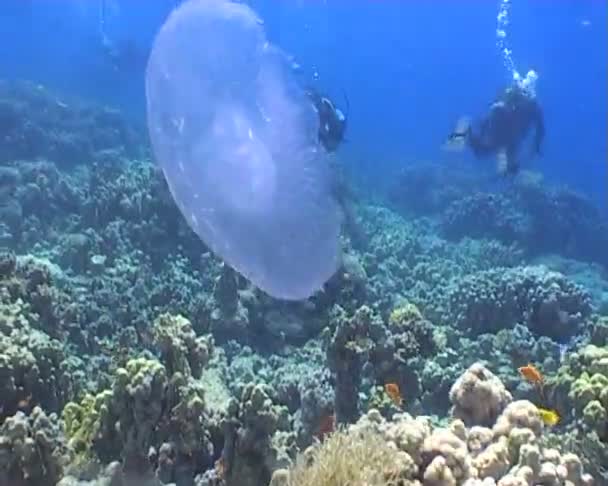 Медуза видео подводного плавания — стоковое видео