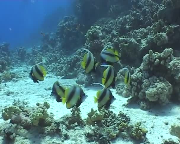 Video de buceo submarino — Vídeos de Stock