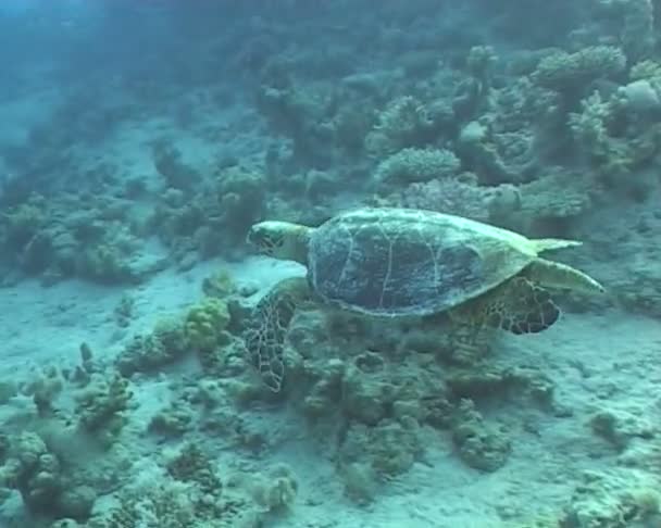 Video de buceo submarino — Vídeos de Stock