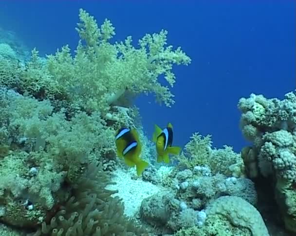 Underwater diving video anemone — Stock Video