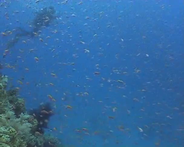 Underwater diving video — Stock Video