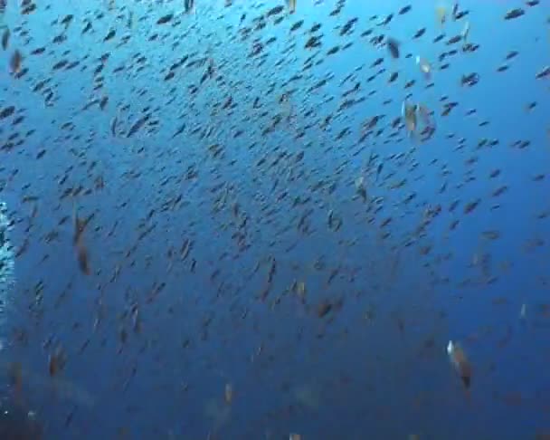 Immersioni subacquee video — Video Stock